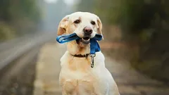 Sådan vælger du den rigtige snor og det rigtige halsbånd til din hund