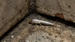 Hvorfor findes det i vores badeværelser, og hvad laver det der? Interessante fakta om skjoldlus