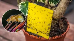 Top 10 effektive og gennemprøvede måder at slippe af med myg i indendørs blomster