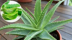 Aloe derhjemme: fordelene og skønhedshemmeligheden, du går glip af