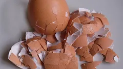 Æggeskalsgødning til indendørs blomster: hvordan laver man det?