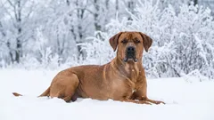 Hvorfor broholmer har vundet kærlighed i vores land og rundt om i verden