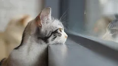 Savner din kat dig? Svaret vil overraske dig!