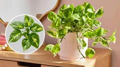 Potos renser luften og giver penge: Hvilken vidunderplante er det?