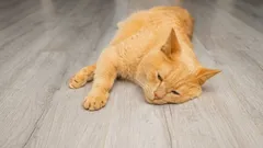 Hvordan ved du, om din kat er syg: disse advarselssignaler kræver øjeblikkelig handling