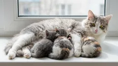 Gamle katte på 7 år: i hvilken alder kan en kat stadig betragtes som ung, og hvornår betragtes den som meget gammel?