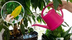 Hvorfor visner dine indendørs planter? Vandingsfejl, du skal undgå